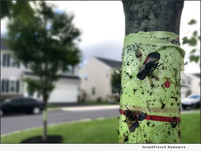 How to Capture and Destroy Spotted Lanternfly Nymphs in Northeast US