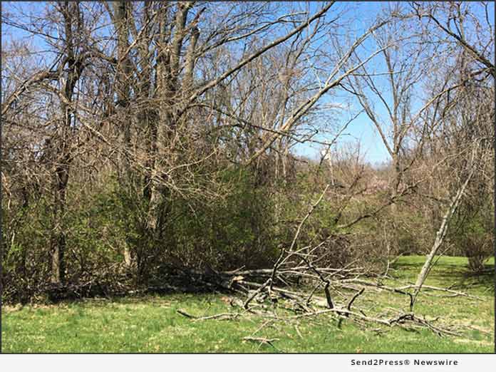 Dead Ash Trees Can Cause Destruction During the 2019 Winter Snow and