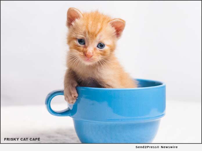  Frisky  Cat  Cafe  partnering with Bold Bean Coffee Roasters 