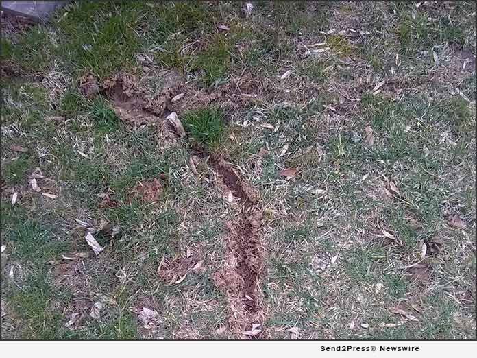 Giroud Tree and Lawn explains how to identify difference between mole