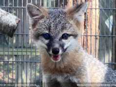 fox kit was rehabilitated