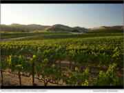 Domaine Carneros marks nearly four decades of environmental leadership as the winery celebrates Earth Day 2026