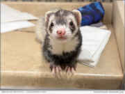 California Ferret Petition Remains Unresolved After 378 Days: Accepted, Not Denied, Never Decided