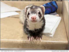 California Ferret Petition Remains Unresolved After 378 Days: Accepted, Not Denied, Never Decided