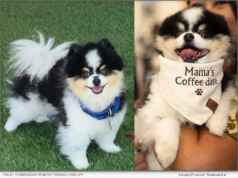 Southern California Pomeranian Finley from Pet Friendly Paw Life Wins Best in California in the Pet Lovers Choice Awards