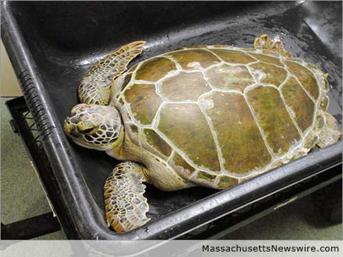 Stranded Sea Turtles at Cape Wildlife Center