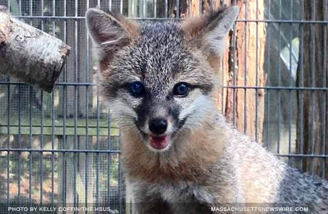 fox kit was rehabilitated